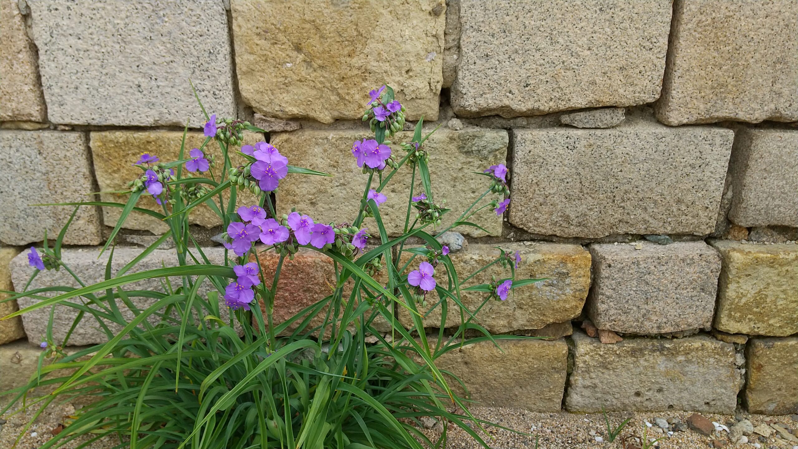 寺の花の写真