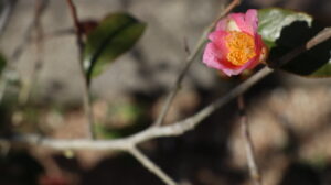 花の写真