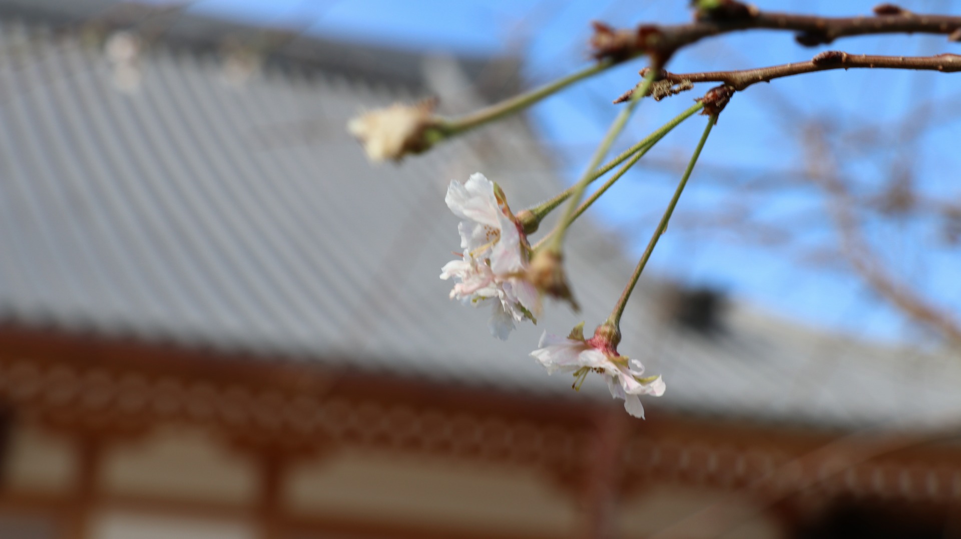 桜の写真