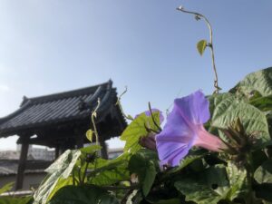 鐘楼と朝顔の写真