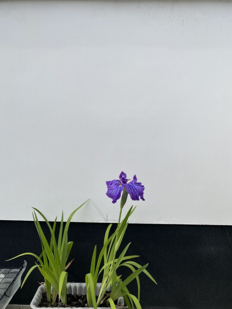 6月中旬 花菖蒲(淡路島)の写真
