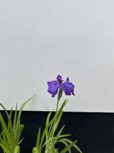 6月中旬　花菖蒲（淡路島）の写真