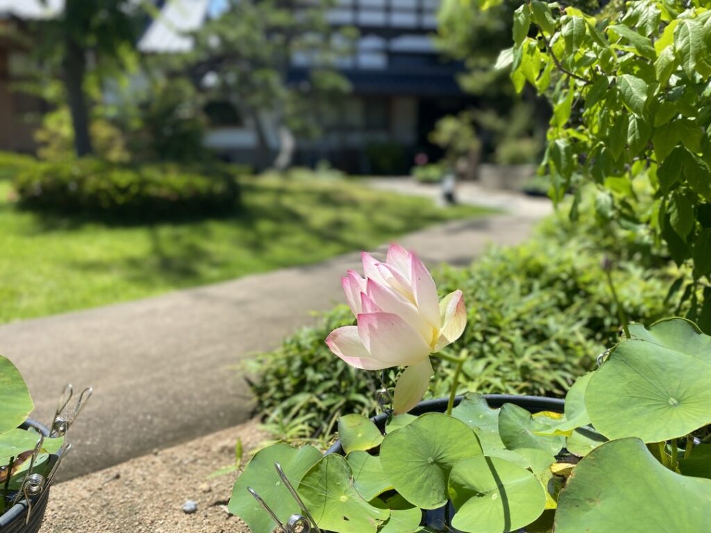 6月中旬 蓮華の花