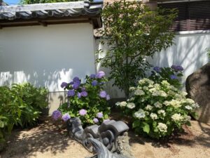 6月中旬　紫陽花の写真