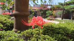 彼岸花の写真