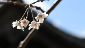 狂い咲き桜の写真