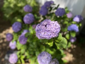 6月中旬　紫陽花の写真2