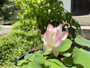 6月中旬　蓮華の写真２